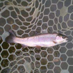 フィッシングエリア帝釈 釣果