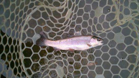 フィッシングエリア帝釈 釣果