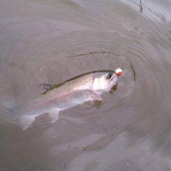 フィッシングエリア帝釈 釣果