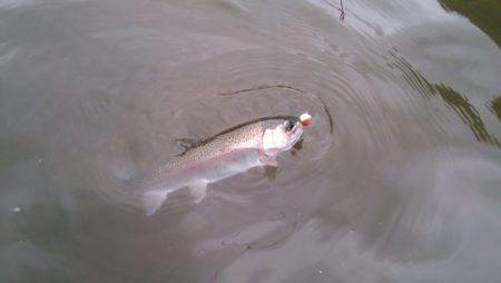 フィッシングエリア帝釈 釣果