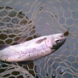 フィッシングエリア帝釈 釣果