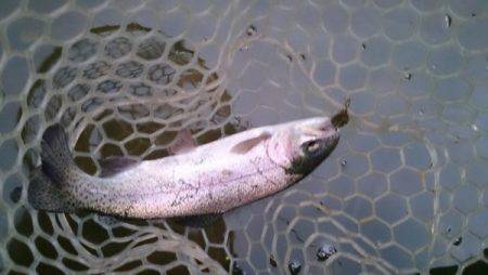 フィッシングエリア帝釈 釣果