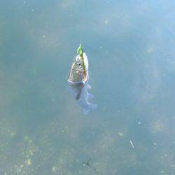 フィッシングエリア帝釈 釣果