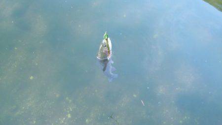 フィッシングエリア帝釈 釣果