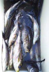 伊豆下田フィッシング 釣果