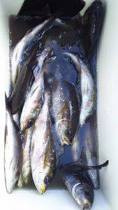 伊豆下田フィッシング 釣果