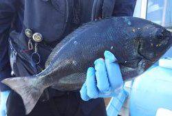 伊豆下田フィッシング 釣果