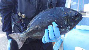 伊豆下田フィッシング 釣果