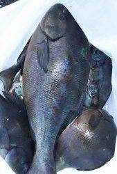 伊豆下田フィッシング 釣果