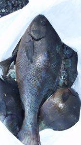 伊豆下田フィッシング 釣果