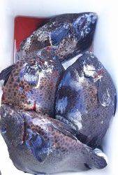 伊豆下田フィッシング 釣果