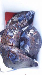 伊豆下田フィッシング 釣果