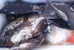 伊豆下田フィッシング 釣果