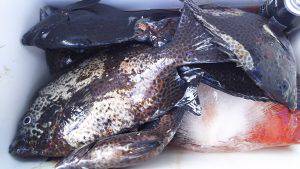 伊豆下田フィッシング 釣果