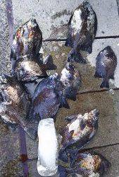 伊豆下田フィッシング 釣果