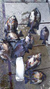 伊豆下田フィッシング 釣果