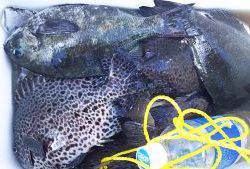 伊豆下田フィッシング 釣果