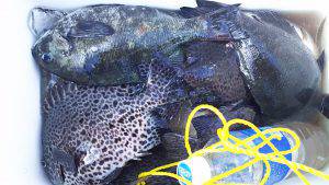 伊豆下田フィッシング 釣果