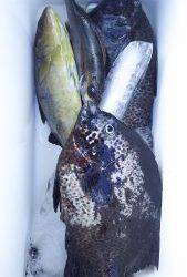 伊豆下田フィッシング 釣果