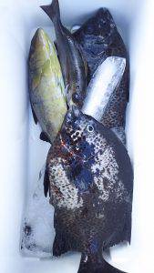 伊豆下田フィッシング 釣果