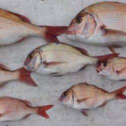 網屋丸 釣果
