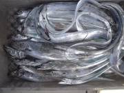 おおせき丸 釣果