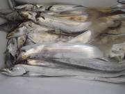 おおせき丸 釣果