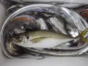 おおせき丸 釣果