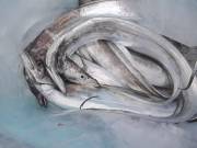 おおせき丸 釣果