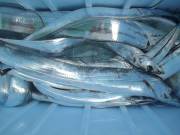 おおせき丸 釣果