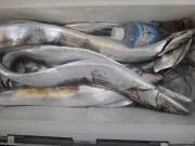 おおせき丸 釣果