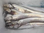 おおせき丸 釣果