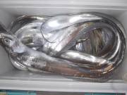 おおせき丸 釣果