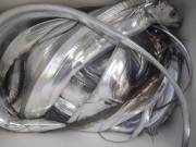 おおせき丸 釣果