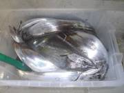 おおせき丸 釣果