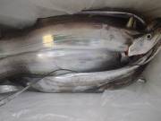 おおせき丸 釣果