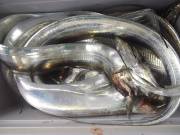 おおせき丸 釣果