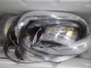 おおせき丸 釣果