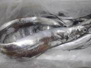 おおせき丸 釣果