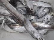 おおせき丸 釣果