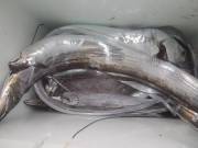 おおせき丸 釣果