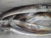 おおせき丸 釣果