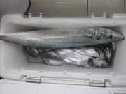 おおせき丸 釣果