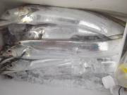 おおせき丸 釣果