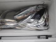 おおせき丸 釣果