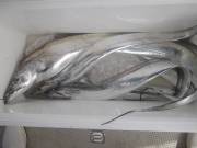 おおせき丸 釣果