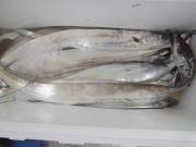 おおせき丸 釣果