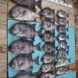 磯部釣船 直栄丸 釣果