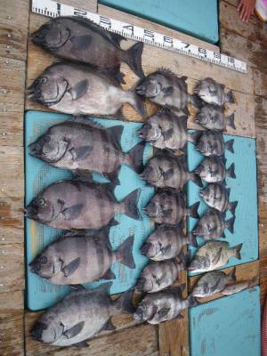 磯部釣船 直栄丸 釣果