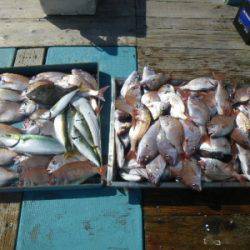 磯部釣船 直栄丸 釣果